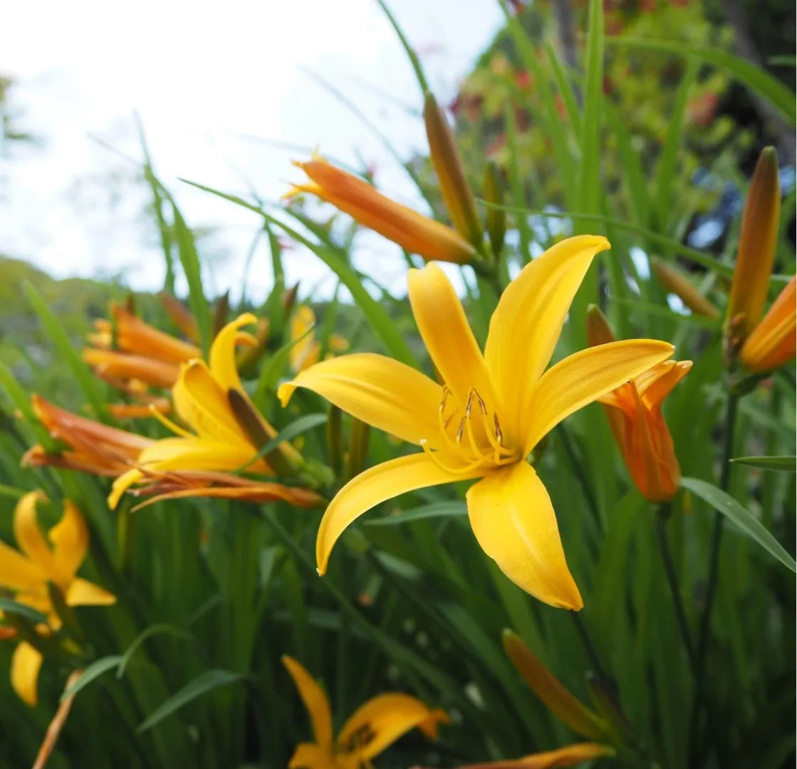 Taglilie Hemerocallis spp Flower Seeds for Planting in Flower Bed