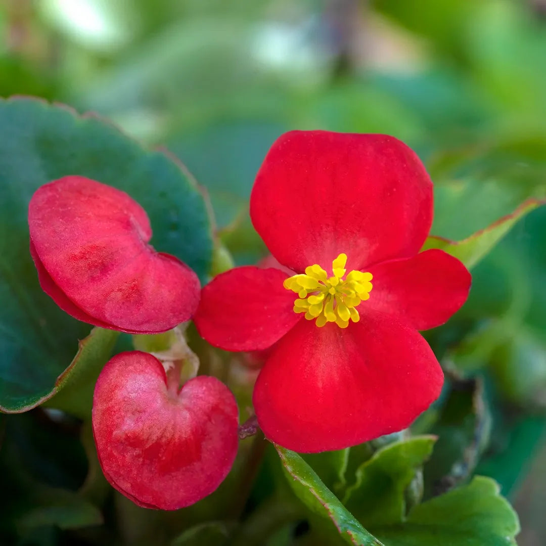 Ambassador Begonia Flower seeds for Planting Fragrant Blossoms Heirloom & GMO Free Seeds for Home Garden