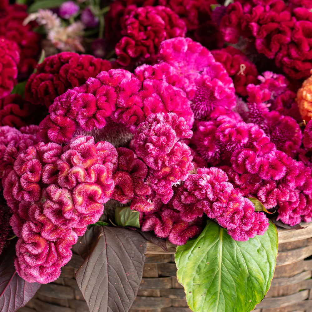 Celosia Flower seeds for Planting - Long Bloom Season, Heirloom & GMO Free Seeds for Home Garden