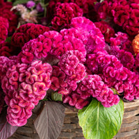 Celosia Flower seeds for Planting - Long Bloom Season, Heirloom & GMO Free Seeds for Home Garden