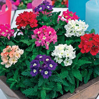 Verbena Flower seeds for Planting Garden Favorite Heirloom & GMO Free Seeds for Home Garden
