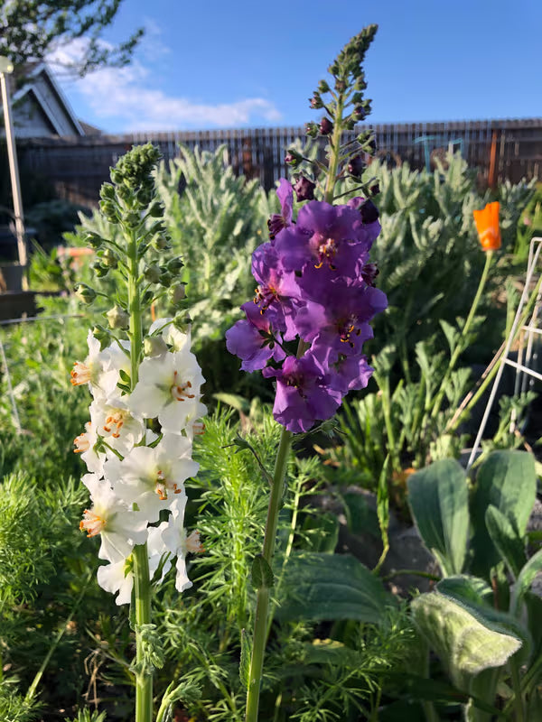 Mixed Verbascum Flower Seeds for Planting