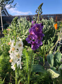 Mixed Verbascum Flower Seeds for Planting
