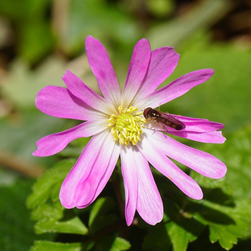 Pink Blanda Star Flower seeds for Planting Shade Tolerant Heirloom & GMO Free Seeds for Home Garden 
 
 Sale