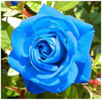 Rose Flower seeds for Planting - Low Maintenance, Heirloom & GMO Free Seeds for Home Garden