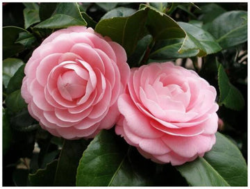 Camellia Flower seeds for Planting Bright Blooms Heirloom & GMO Free Seeds for Home Garden