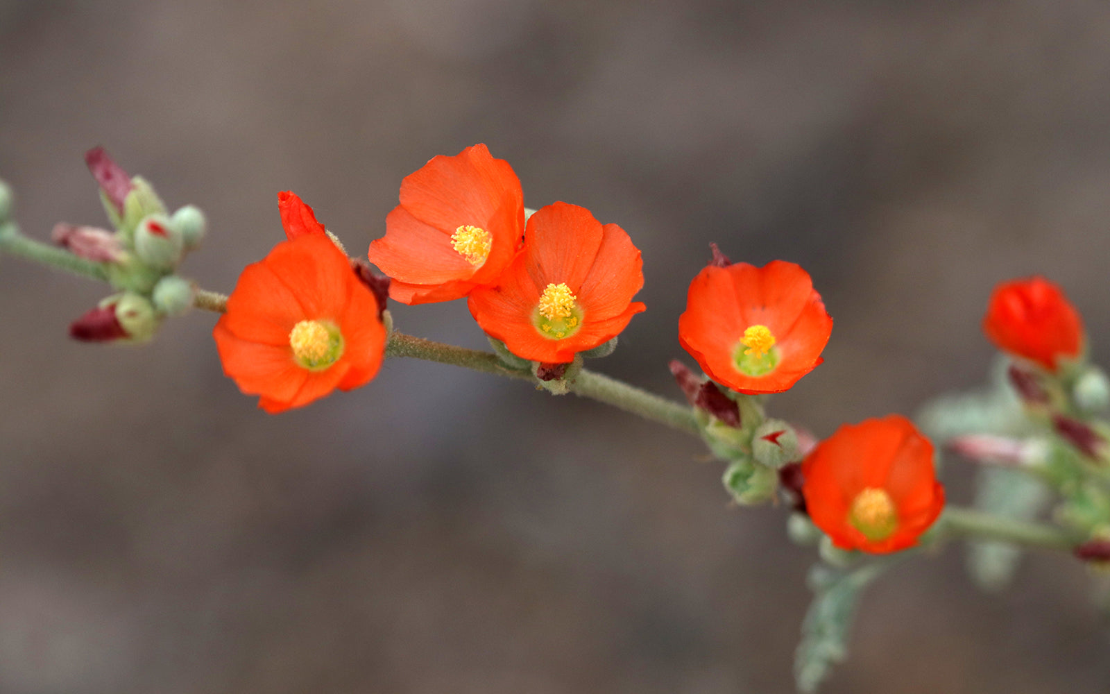 Globemallow Flower seeds for Planting Drought Tolerant Heirloom & GMO Free Seeds for Home Garden
