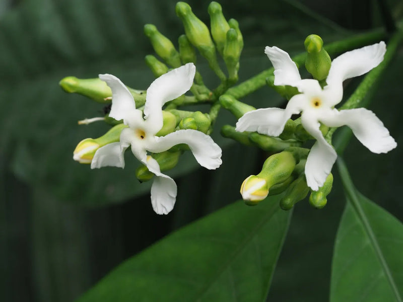 Voacanga Flower Seeds: Enchanting Blooms for Garden Enthusiasts Plant with Joy!