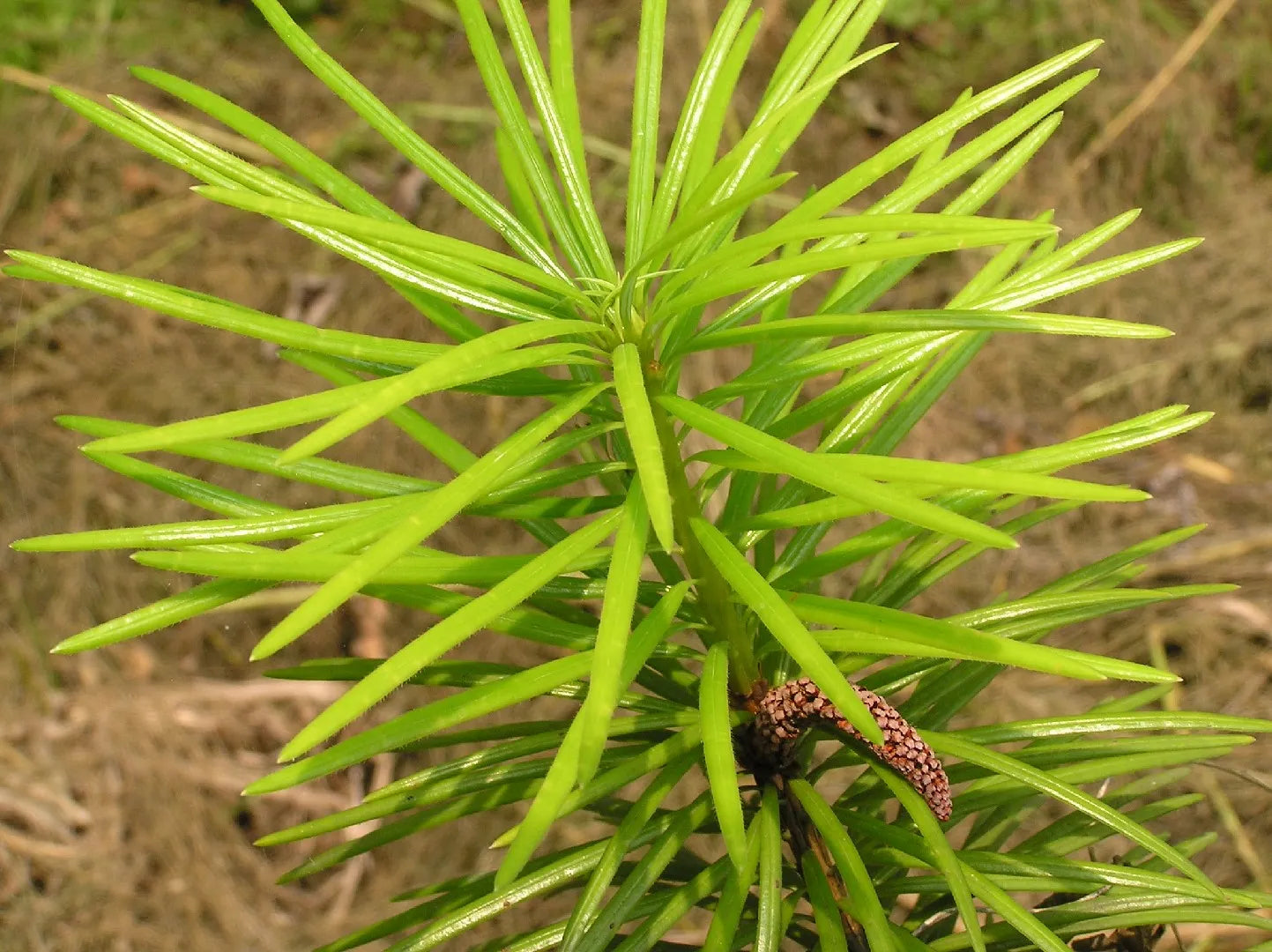 Cathaya Tree Seeds Planting Instructions