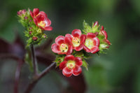 Red Bellyache Bush Flower seeds for Planting Perfect for Borders Heirloom & GMO Free Seeds for Home Garden
 
 Sale