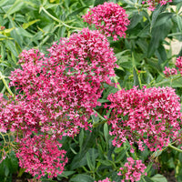 Mixed Jupiter's Flower seeds for Planting - Drought Tolerant, Heirloom & GMO Free Seeds for Home Garden