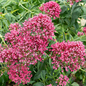 Mixed Jupiter's Flower seeds for Planting - Drought Tolerant, Heirloom & GMO Free Seeds for Home Garden