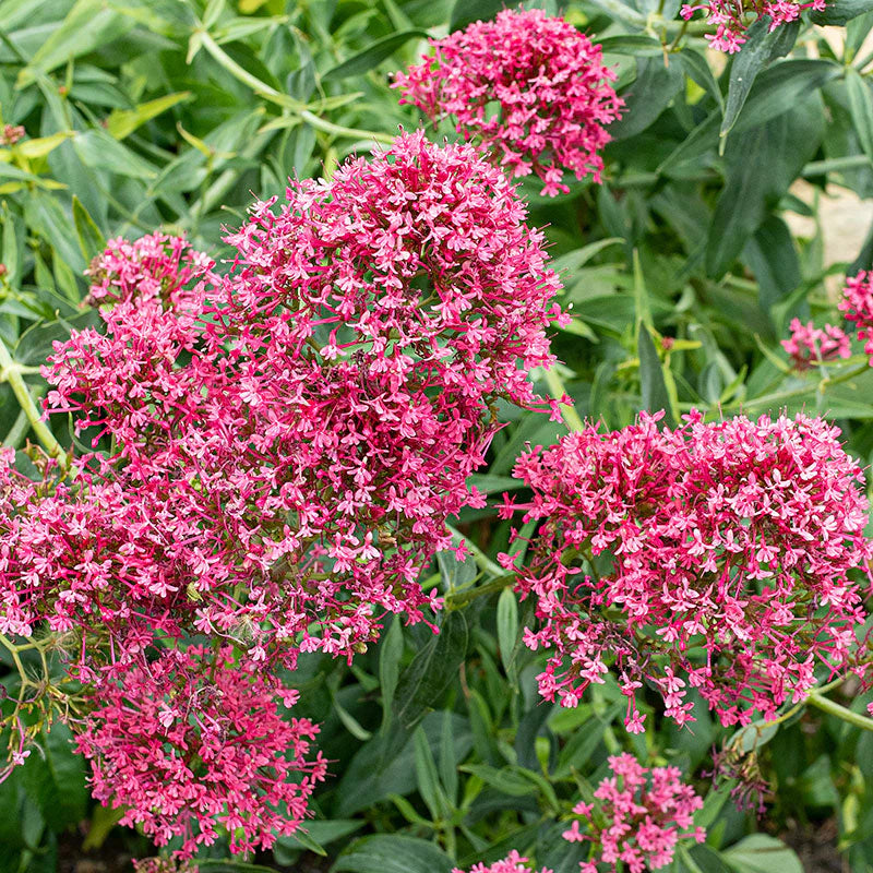 Mixed Jupiter's Flower seeds for Planting - Drought Tolerant, Heirloom & GMO Free Seeds for Home Garden