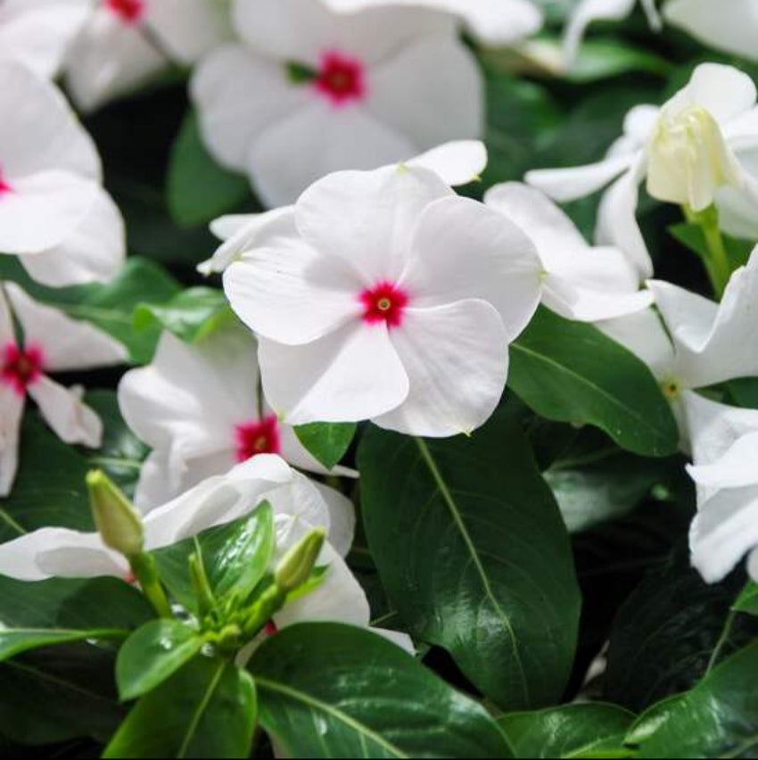 White Pink Periwinkle Flower Seeds for Planting  Create a Beautiful Garden Display with Lovely Blossoms