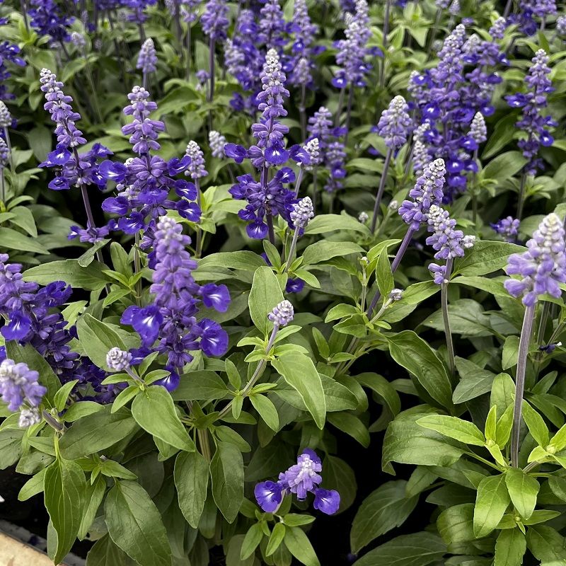 Violet Farinacea Flower seeds for Planting Shade Tolerant Heirloom & GMO Free Seeds for Home Garden
 
 Sale