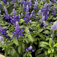 Violet Farinacea Flower seeds for Planting Shade Tolerant Heirloom & GMO Free Seeds for Home Garden
 
 Sale
