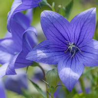 Balloon Flower seeds for Planting Easy to Grow Heirloom & GMO Free Seeds for Home Garden