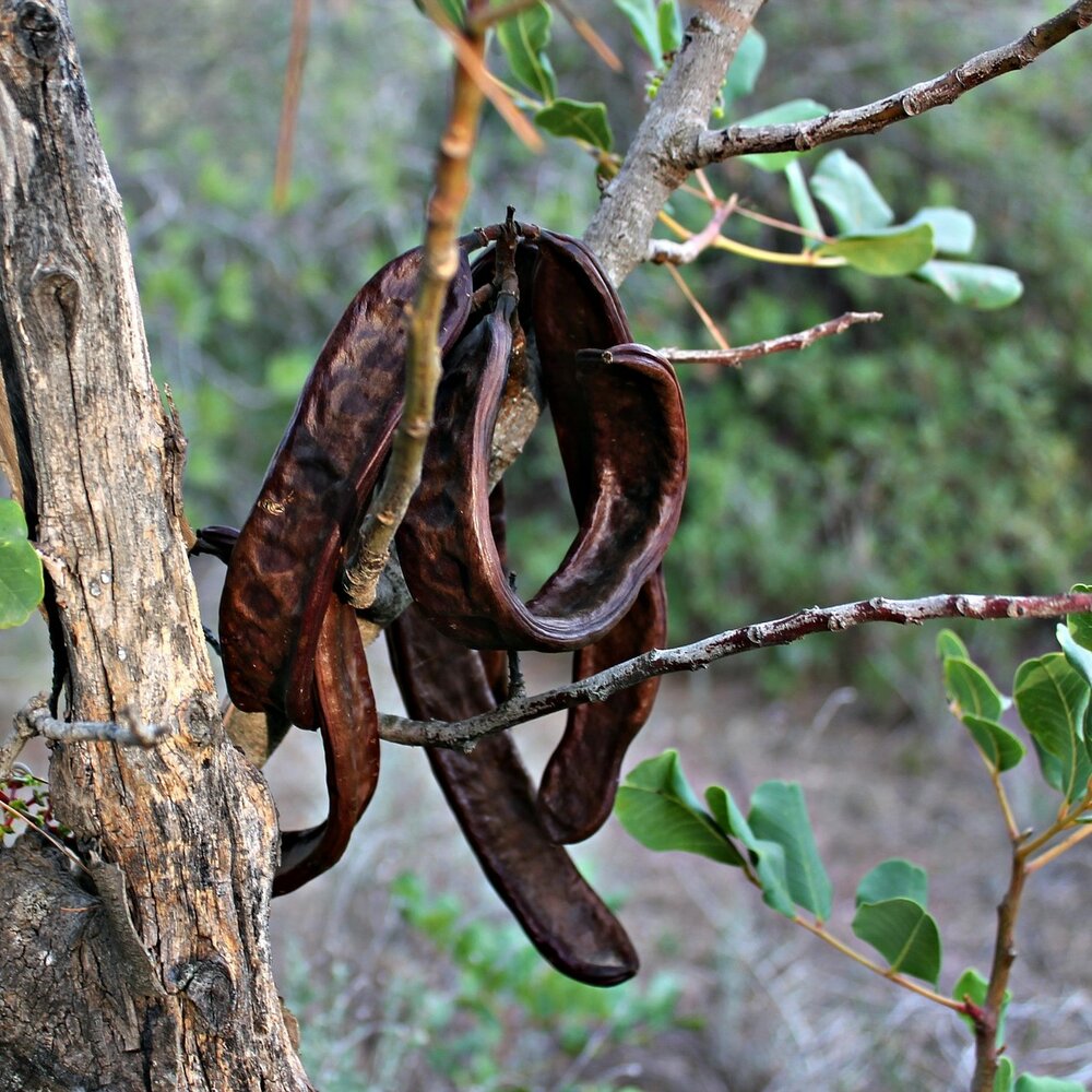 Black Carob Tree Seeds for Planting