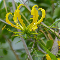 Gloriosa Lutea Flower seeds for Planting Compact Growth Heirloom & GMO Free Seeds for Home Garden