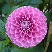 Dahlia Flowers Mini Bonsai Seeds HausGarden