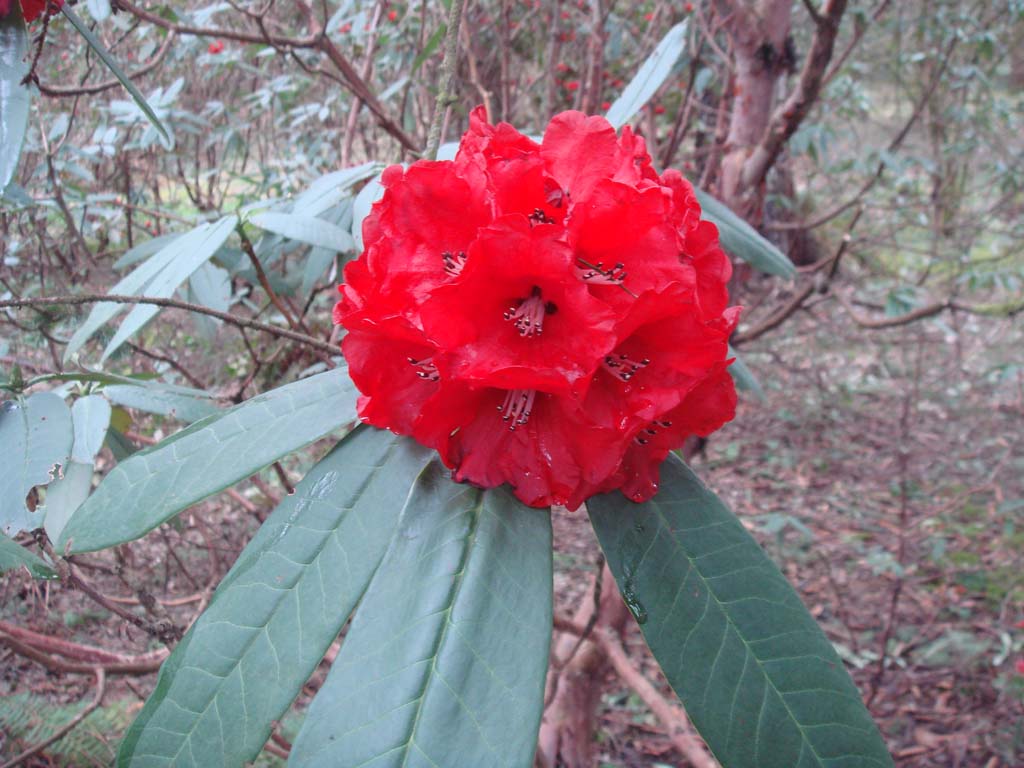 Red Rhododendron Barbatum Flower Planting