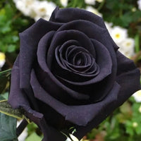 Black Rose Flower seeds for Planting - Easy to Grow, Heirloom & GMO Free Seeds for Home Garden