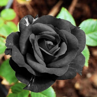 Black Rose Flower seeds for Planting Shade Tolerant Heirloom & GMO Free Seeds for Home Garden