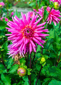 Swan Island Dahlia Flower seeds for Planting Cut Flower Favorite Heirloom & GMO Free Seeds for Home Garden
 
 Sale
