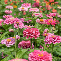 Pink Zinnia Flower seeds for Planting Pollinator Friendly Heirloom & GMO Free Seeds for Home Garden 
 
 Sale
