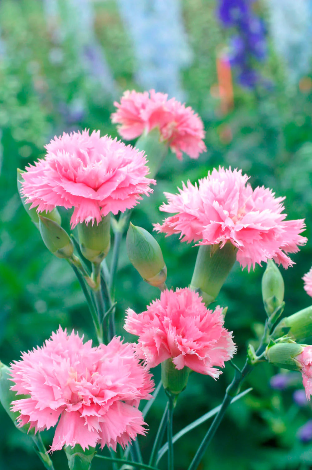 Pink Carnations Flower seeds for Planting Beginner Friendly Heirloom & GMO Free Seeds For Home Garden 
 
 Sale
