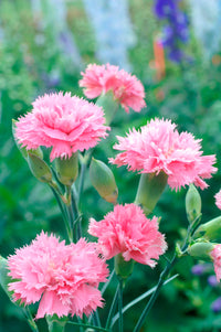 Pink Carnations Flower seeds for Planting Beginner Friendly Heirloom & GMO Free Seeds For Home Garden 
 
 Sale