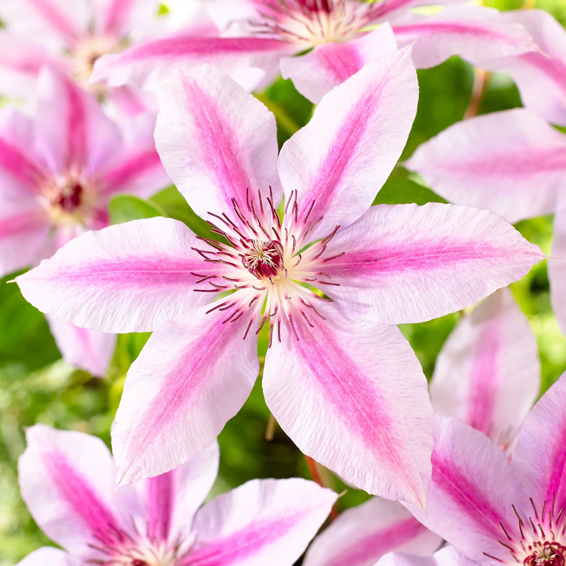 Pink-White Clematis Flower seeds for Planting - Premium Quality, Heirloom & GMO Free Seeds for Home Garden