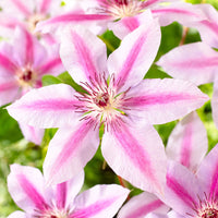 Pink-White Clematis Flower seeds for Planting - Premium Quality, Heirloom & GMO Free Seeds for Home Garden