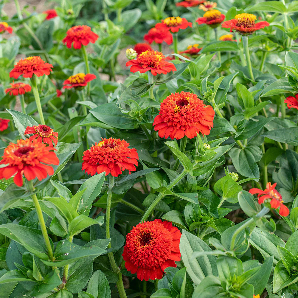 Red Zinnia Flower seeds for Planting Bright Blooms Heirloom & GMO Free Seeds for Home Garden
 
 Sale