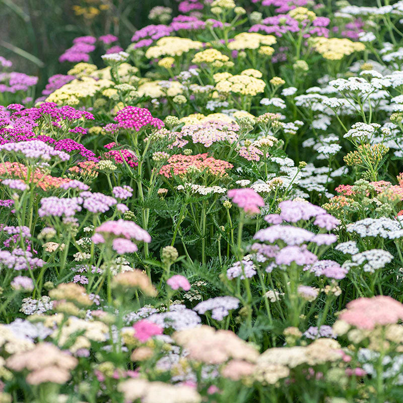 Mixed Achillea Flower seeds for Planting - Shade Tolerant, Heirloom & GMO Free Seeds for Home Garden