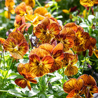 Tiger Eye Flower seeds for Planting Cottage Garden Essential Heirloom & GMO Free Seeds for Home Garden 
 
 Sale