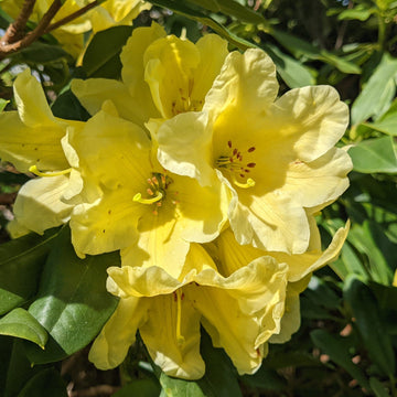 Rhododendron Yellow Flower Seeds - Perfect for Planting in Your Garden