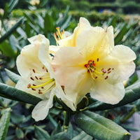 Yellow Rhododendron Flower seeds for Planting Long Bloom Season Heirloom & GMO Free Seeds for Home Garden 
 
 Sale