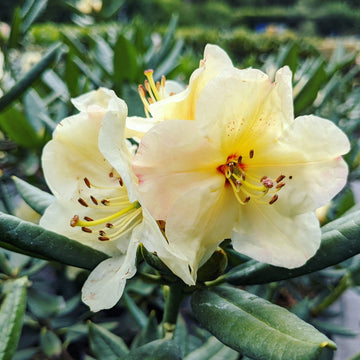 Yellow Rhododendron Flower seeds for Planting Long Bloom Season Heirloom & GMO Free Seeds for Home Garden 
 
 Sale