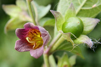 Belladonna Flower seeds for Planting Hardy Variety Heirloom & GMO Free Seeds for Home Garden