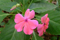 Walleriana Flower seeds for Planting - Cottage Garden Essential, Heirloom & GMO Free Seeds for Home Garden