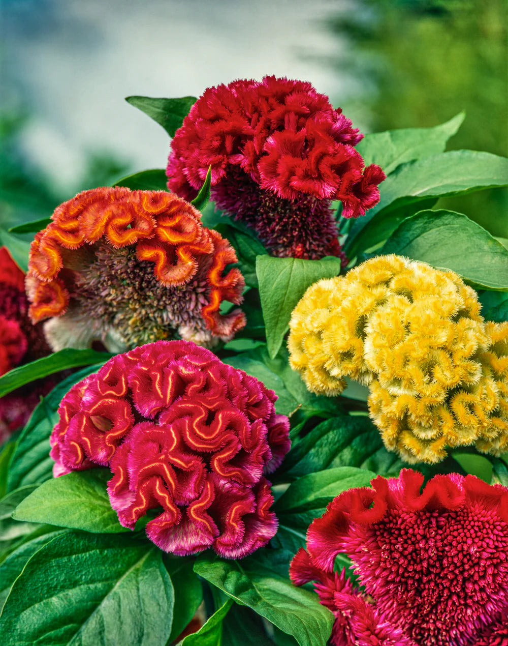 Celosia Flower seeds for Planting Fragrant Blossoms Heirloom & GMO Free Seeds for Home Garden