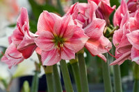 Pink White Amaryllis Flower Seeds for Planting Low Maintenance Heirloom & GMO Free Seeds for Home Garden
 
 Sale