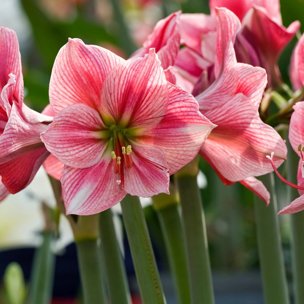 Heirloom Amaryllis Flower seeds for Planting Pollinator Friendly Heirloom & GMO Free Seeds for Home Garden