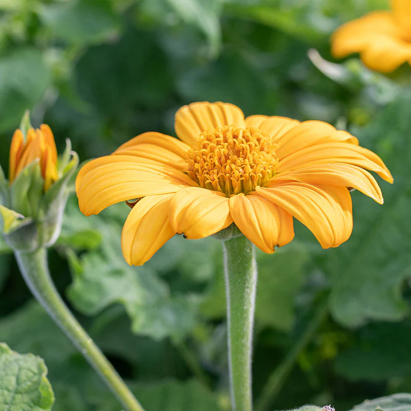 Yellow Torch MEXICAN Tithonia SunFlower seeds for Planting - Premium Quality, Heirloom & GMO Free Seeds for Home Garden