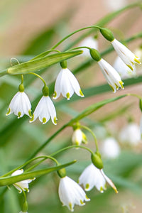 Snowdrop Flower Flower seeds for Planting - Colorful Display, Heirloom & GMO Free Seeds for Home Garden