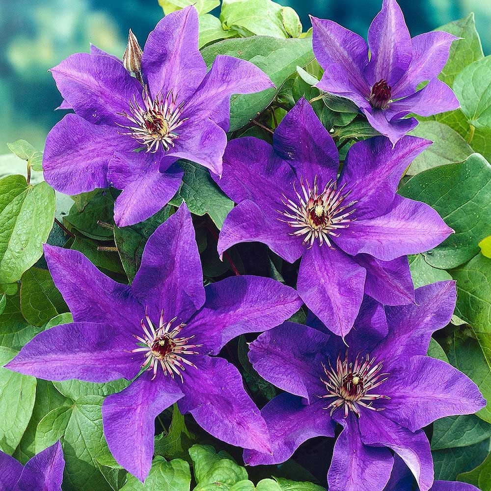 Violet White Clematis Flower Seeds for Planting Long Bloom Season Heirloom & GMO Free Seeds for Home Garden
 
 Sale