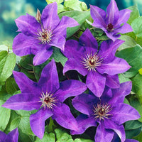 Violet White Clematis Flower Seeds for Planting Long Bloom Season Heirloom & GMO Free Seeds for Home Garden
 
 Sale