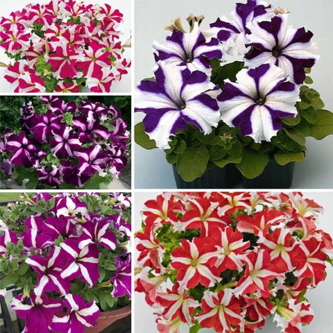 Petunia Mix Seeds for Planting  Colorful Annual Flowers
