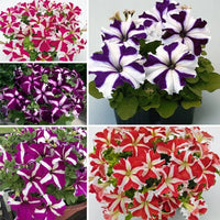 Petunia Mix Seeds for Planting  Colorful Annual Flowers